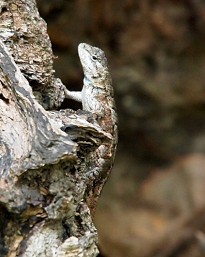 [Relatively small brown and grey lizard that blend well with the tree stump which it climbs. It stands on one side so its head and part of the body are visible against the blurred backdrop.]